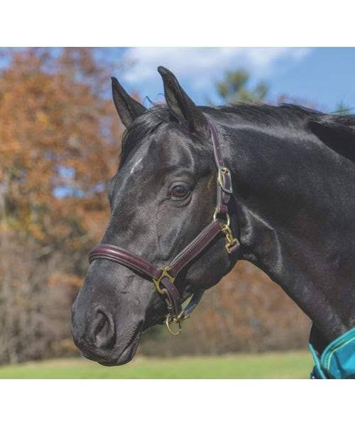 Black Leather Halter D85094
