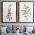 Walnut Framed Print C1923