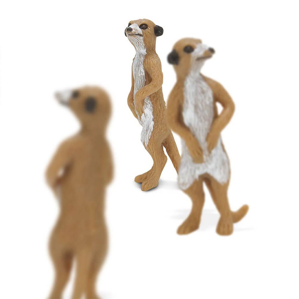Meerkats I906