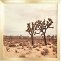 Beige Photographic on Wood in Gold Frame 20x22 X9776